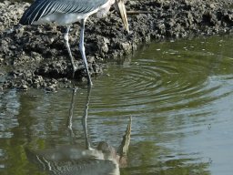 Western_Corridor_(Kirawira)2003-104